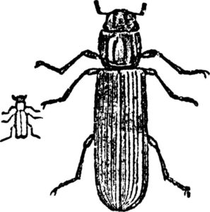 אבקנית ליקטוס ( חיפושית )
